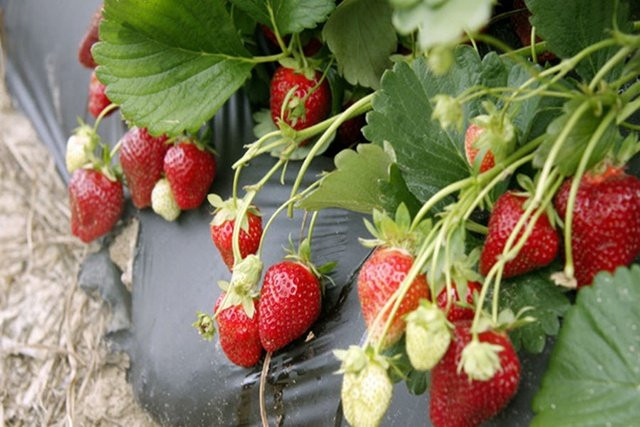 Dâu tây Mộc Châu cho quả quanh năm nhưng năng suất cao nhất từ tháng 10 đến tháng 4. Ảnh: Facebook.