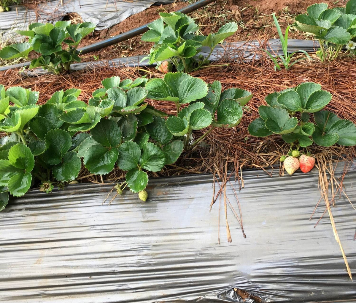 Tại đây, dâu tây được trồng theo hai hình thức thủy canh và trồng trên đất. Ảnh: Foody.