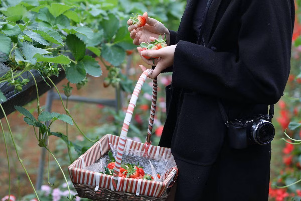 Năm 2018, trang trại dâu tây lớn nhất miền Bắc cho thu 50 tấn quả, doanh thu khoảng 10 tỷ đồng. Ảnh: Kenhhomestay. Video: Vườn dâu tây tại Đà Lạt. Nguồn: VTC16.