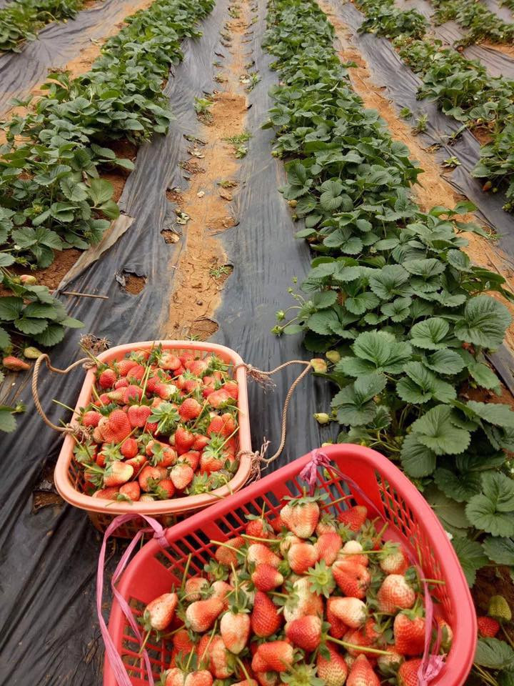 Hợp với khí hậu Mộc Châu nên những trái dâu tây ở đây có vị ngọt thanh và chua nhẹ. Ảnh: Facebook.