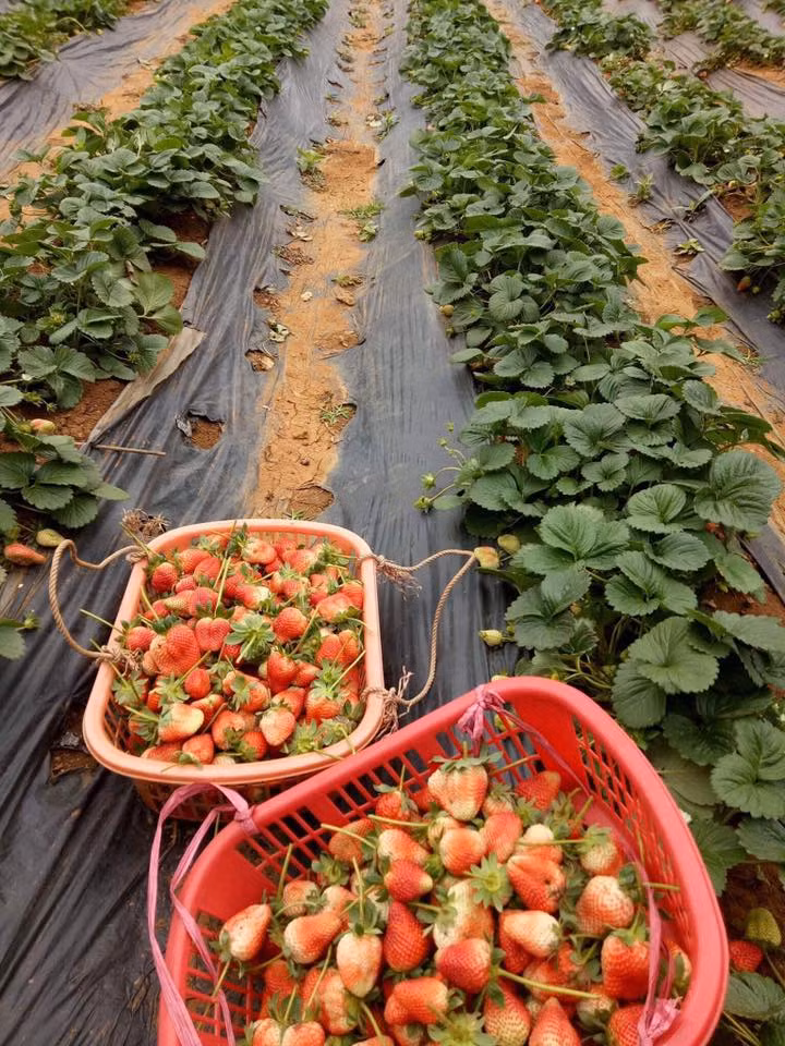 Hợp với khí hậu Mộc Châu nên những trái dâu tây ở đây có vị ngọt thanh và chua nhẹ. Ảnh: Facebook.