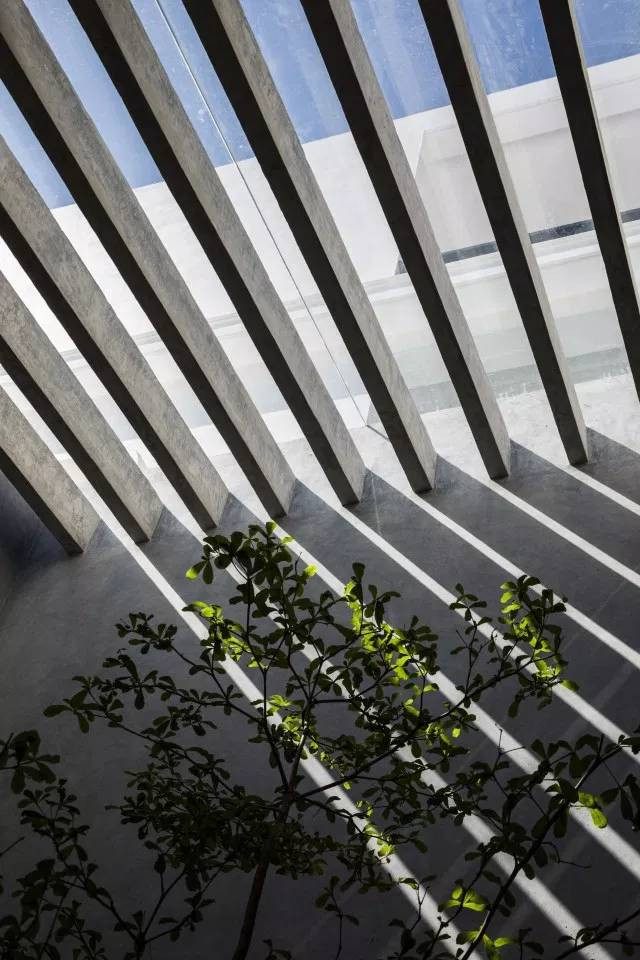 Trong nhà còn có nhiều cây xanh, giúp không khí trong lành và mát mẻ.