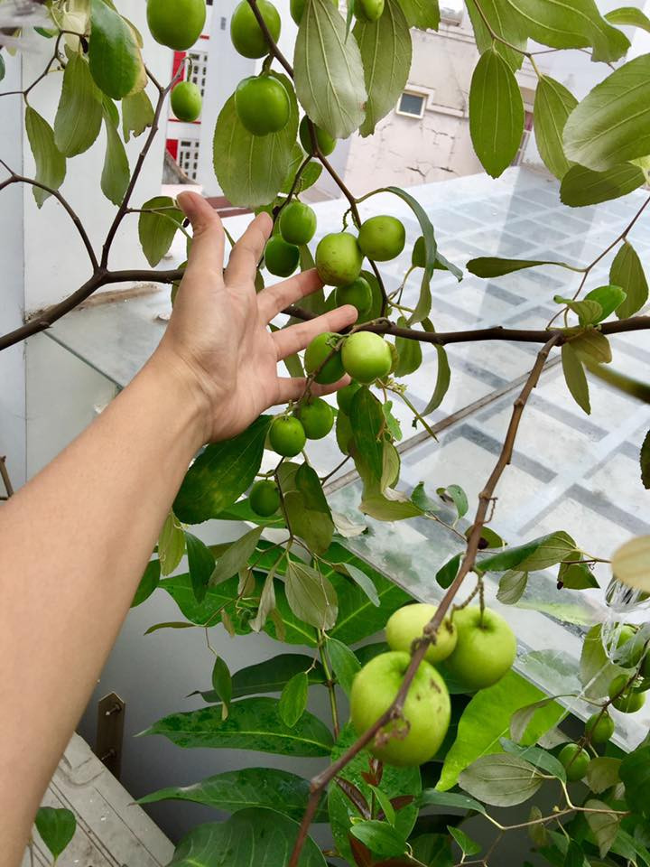 Theo kinh nghiệm của những trồng táo trên sân thượng, trong giai đoạn trưởng thành, cây táo cần nhiều nước, nên tưới vào buổi sáng. Ảnh: VTC.