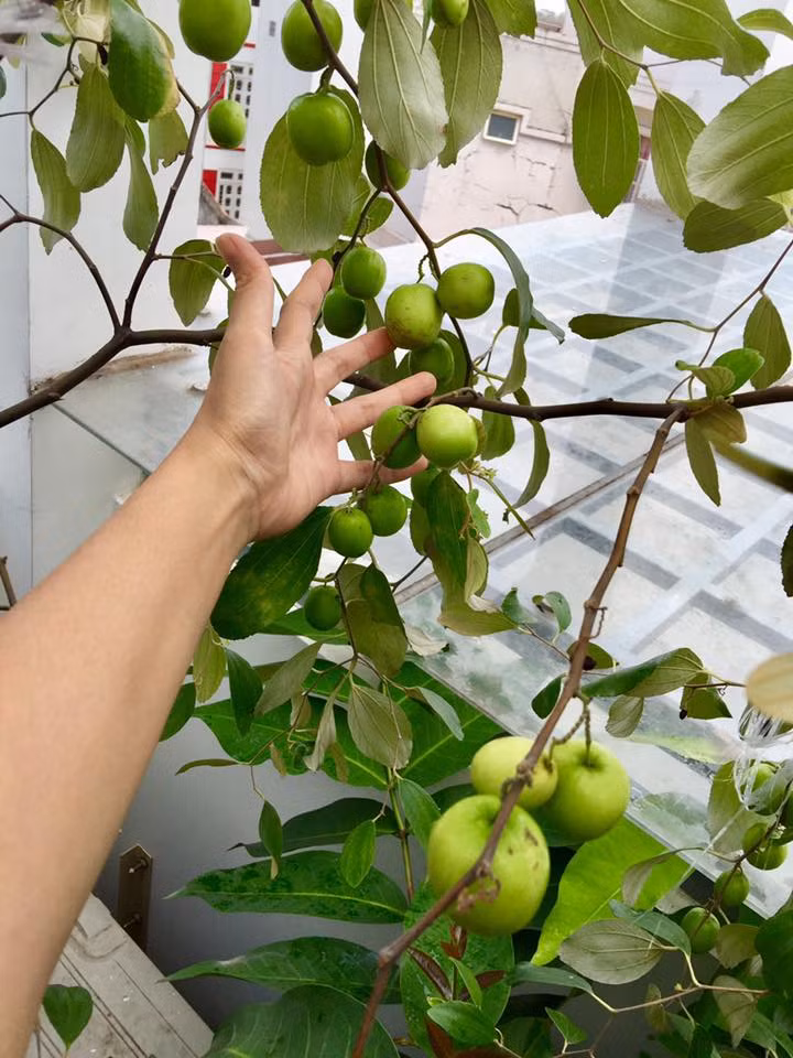 Theo kinh nghiệm của những trồng táo trên sân thượng, trong giai đoạn trưởng thành, cây táo cần nhiều nước, nên tưới vào buổi sáng. Ảnh: VTC.