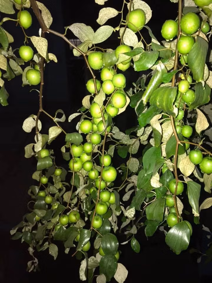 Táo trồng trong chậu còn có ưu điểm là ít bị ảnh hưởng bởi sâu bệnh. Ảnh: FB Trung Kien Pham.