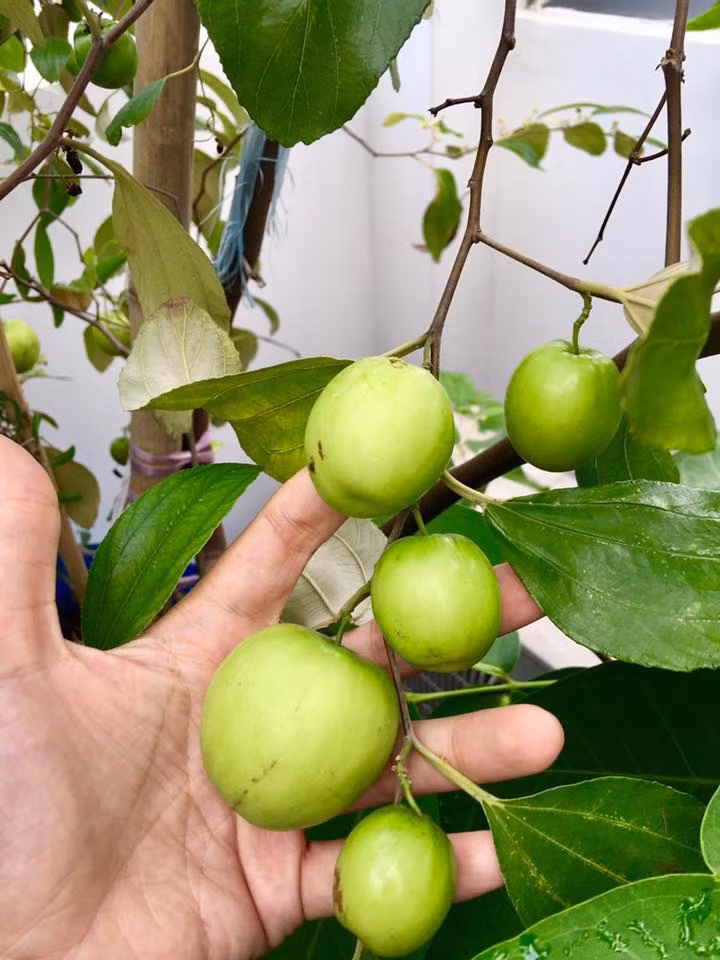 Những trái táo to tròn, hái mỏi tay không hết. Ảnh: VTC.