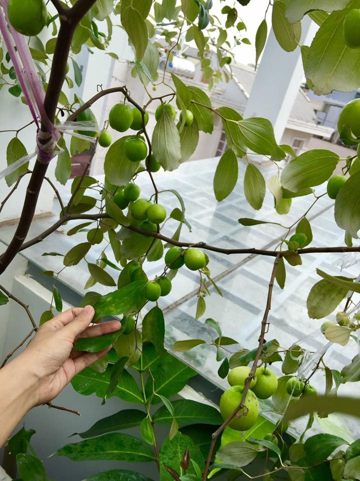 Nếu xuất hiện rệp hay sâu cuốn lá, người trồng có thể bắt giết hoặc phun thuốc tự chế từ gừng, tổi, ớt. Ảnh: ĐSPL.