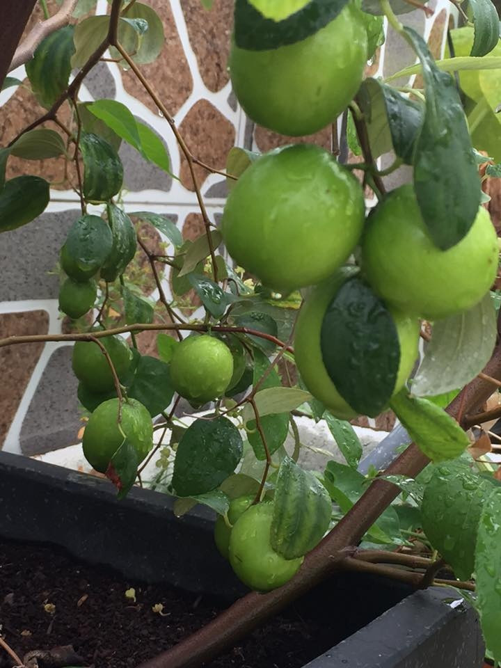 Trong giai đoạn ra hoa đậu quả, nếu tưới quá ít nước, hoa táo sẽ bị rụng, quả nhỏ, quả có vị chát không ngon. Ảnh: ĐSPL.