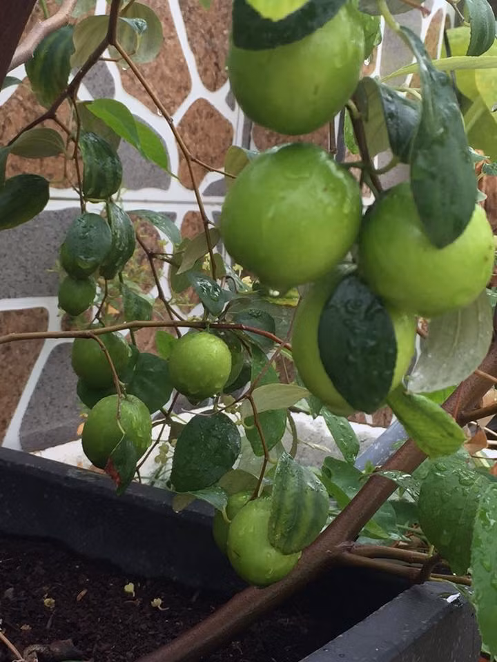 Trong giai đoạn ra hoa đậu quả, nếu tưới quá ít nước, hoa táo sẽ bị rụng, quả nhỏ, quả có vị chát không ngon. Ảnh: ĐSPL.