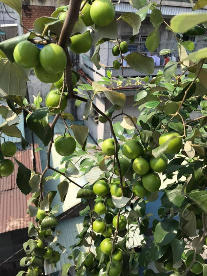 Một mẹo để cây táo cho nhiều trái được các chị em truyền tai nhau là rạch nhẹ hình tròn quanh gốc cây khoảng 1 cm lúc cây ra hoa, thu hoạch xong lấy đất mùn trét vào vết rạch. Ảnh: FB Trung Kien Pham.