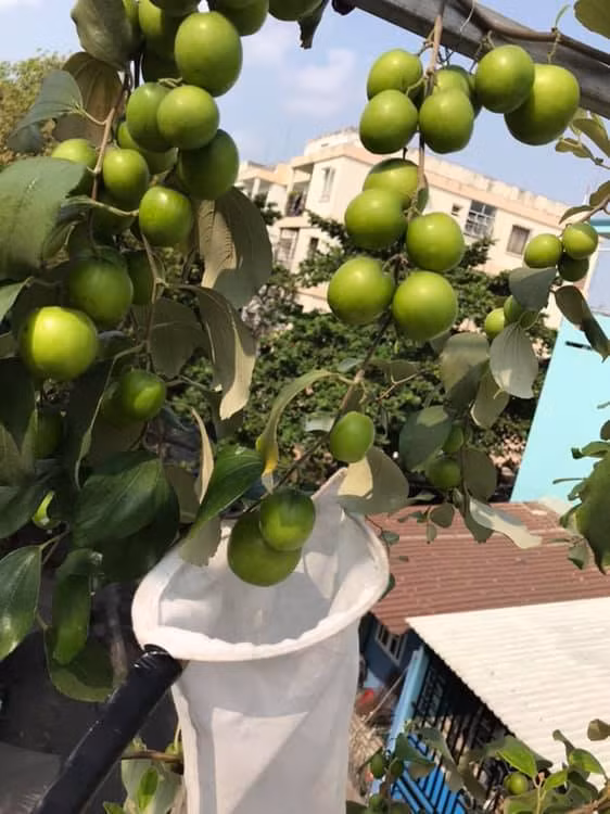 Không chỉ trồng rau tốt um, nhiều ông bố bà mẹ đảm đang còn trồng được táo trên sân thượng. Đến mùa cho trái, vườn táo sai trĩu quả trông rất thích mắt. Ảnh: FB Trung Kien Pham.