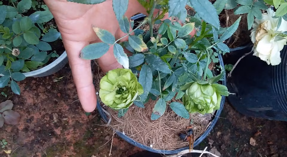 Không chỉ mới lạ, hoa hồng xanh hút khách còn ở cánh hoa xếp chồng lên nhau như bắp cải cuộn độc đáo. Ảnh: FB Chân Trời Mới.