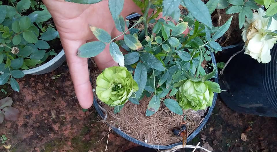 Không chỉ mới lạ, hoa hồng xanh hút khách còn ở cánh hoa xếp chồng lên nhau như bắp cải cuộn độc đáo. Ảnh: FB Chân Trời Mới.