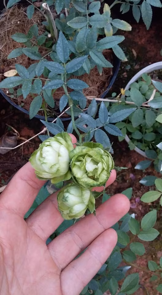 Thêm nữa, hoa hồng xanh có kích thước nhỏ xinh và tỏa hương dịu nhẹ. Ảnh: FB Chân Trời Mới.