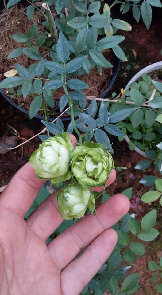 Thêm nữa, hoa hồng xanh có kích thước nhỏ xinh và tỏa hương dịu nhẹ. Ảnh: FB Chân Trời Mới.