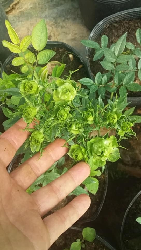 Chị Lan Anh (Bắc Ninh) chia sẻ: "Thấy màu xanh lạ mắt nên mình vừa đặt mua một chậu chơi Tết. Dù giá hơi đắt một chút nhưng mình thấy cũng rất xứng đáng. Hoa hồng đẹp thuần khiết". Ảnh: FB Chân Trời Mới.