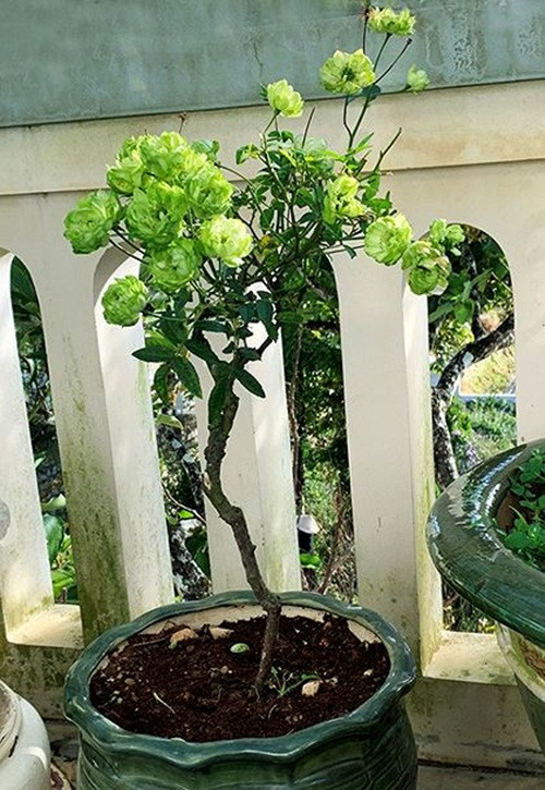 Do đó, giá bán mỗi chậu hoa hồng xanh hơn 1 triệu đồng. Ảnh: Tiền phong.