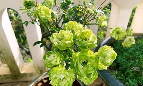 Ngoài các giống hoa hồng truyền thống, thị trường Tết năm nay còn có sự xuất hiện của hoa hồng xanh Đà Lạt. Ảnh: Tiền phong.