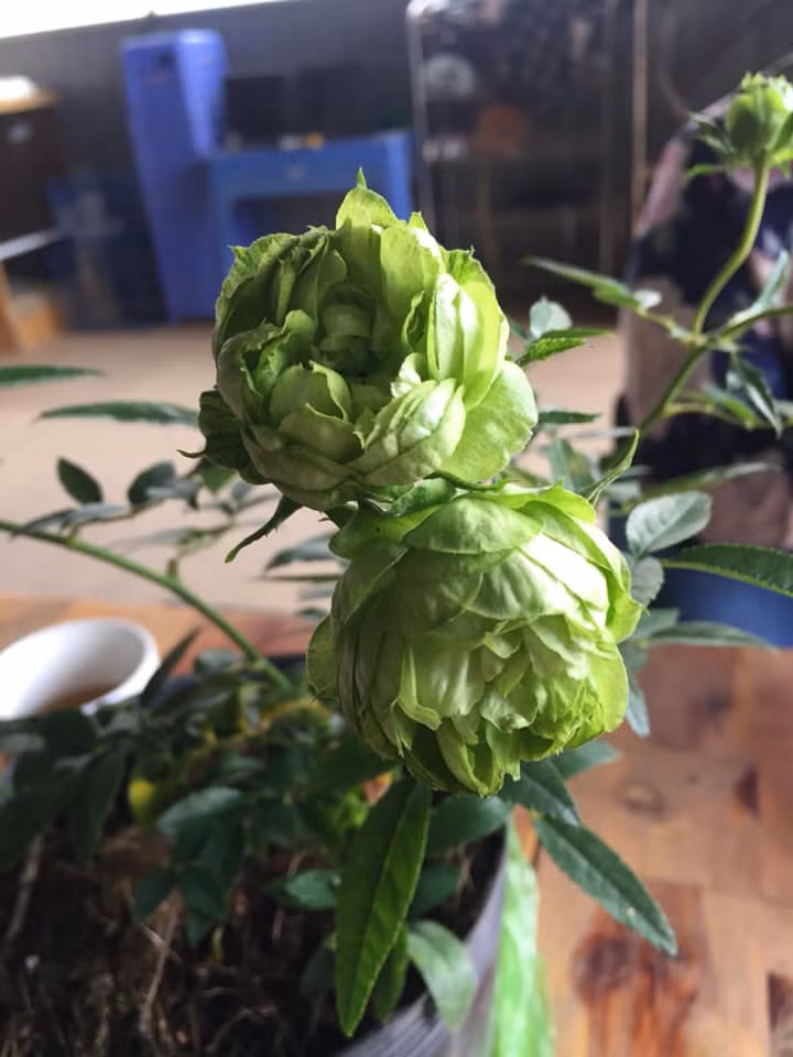 Bông hồng xanh nở thành chùm rất đẹp. Ảnh: FB Hiếu Đặng.