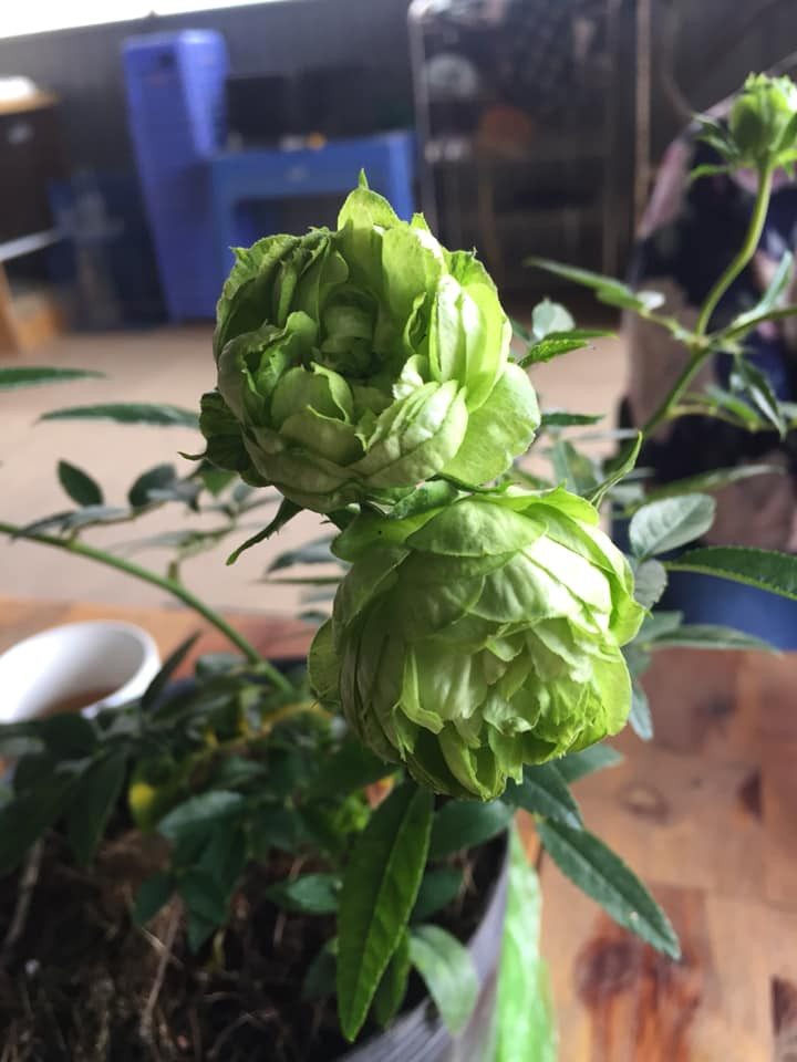 Bông hồng xanh nở thành chùm rất đẹp. Ảnh: FB Hiếu Đặng.