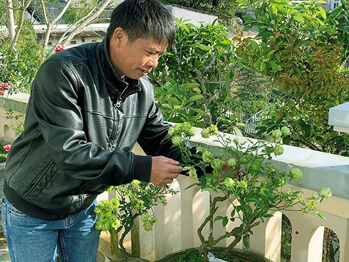 Theo nhiều người sành chơi hoa, sau khi ghép, hoa hồng xanh phải mất nhiều tháng mới phát triển tươi tốt và trổ hoa. Ảnh: Tiền phong.