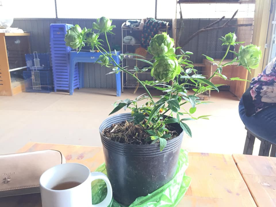 Trong điều kiện khí hậu mát mẻ, hoa hồng xanh Đà Lạt có thể kéo dài khoảng 5-6 tuần. Ảnh: FB Hiếu Đặng.