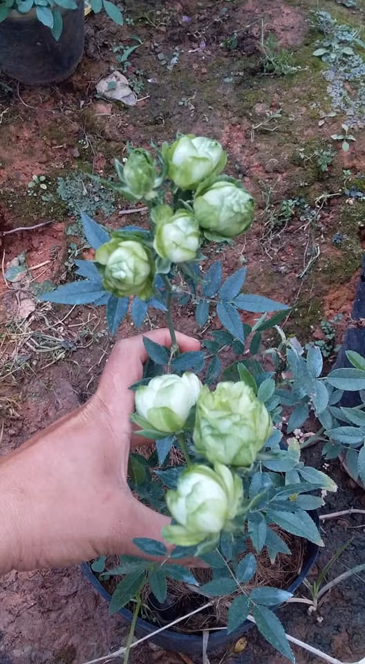 Cây hồng nhỏ nhưng rất sai hoa. Ảnh: FB Chân Trời Mới.