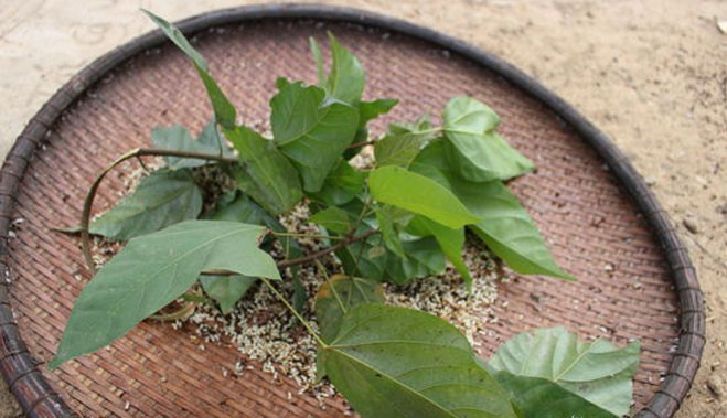 Nghề săn trứng kiến kiếm được nhiều tiền nên vào ngày nghỉ, học sinh cũng không muốn bỏ lỡ cơ hội hái "lộc" rừng. Ảnh: Baonghean.