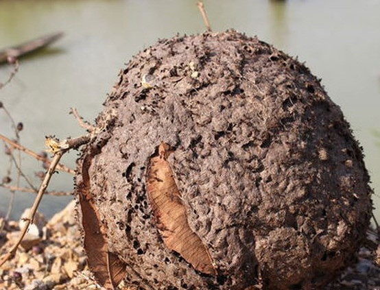 Tổ kiến màu đen bạc, thớ tổ gờ to, cành cây bị nghiêng xuống, khi đã chặt xuống cầm thấy nặng tay thì y như rằng tổ kiến này sẽ nhiều trứng. Ảnh: Baonghean.