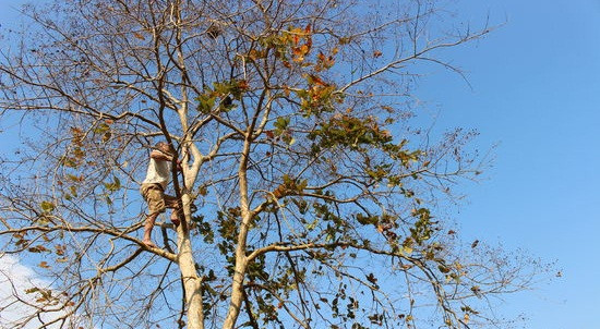 Những cây cao chót vót như thế này, để lấy được ổ trứng kiến không còn cách nào khác là phải leo lên để bắt. Ảnh: Baonghean.