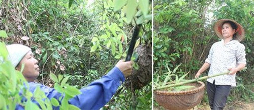 Từ tháng 3 - 5 hàng năm là mùa đi săn trứng kiến ở các tỉnh miền núi phía Bắc cũng như đồng bào miền Tây xứ Nghệ. Ảnh: Anninhthudo.