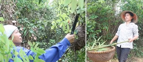 Từ tháng 3 - 5 hàng năm là mùa đi săn trứng kiến ở các tỉnh miền núi phía Bắc cũng như đồng bào miền Tây xứ Nghệ. Ảnh: Anninhthudo.