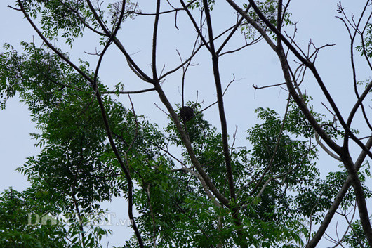 Để tìm được trứng kiến, người dân phải đi vào tận trong rừng sâu. Ảnh: Dân Việt.