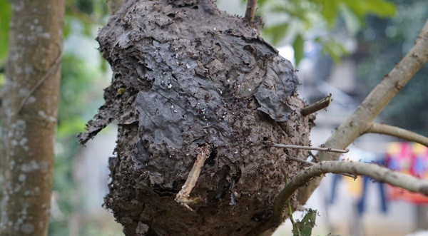 Bởi khi đó, kiến nhanh chóng tản ra ngoài chỉ còn lại những hạt trứng kiến. Ảnh: Baogialai.