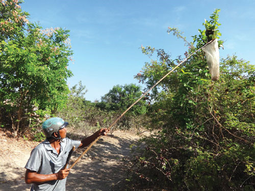 Với những ngọn cây thấp người dân có thể sử dụng công cụ là một cái khều tre dài có gắn vợt sắt chắc chắn để khều ổ trứng. Ảnh: Baogialai.