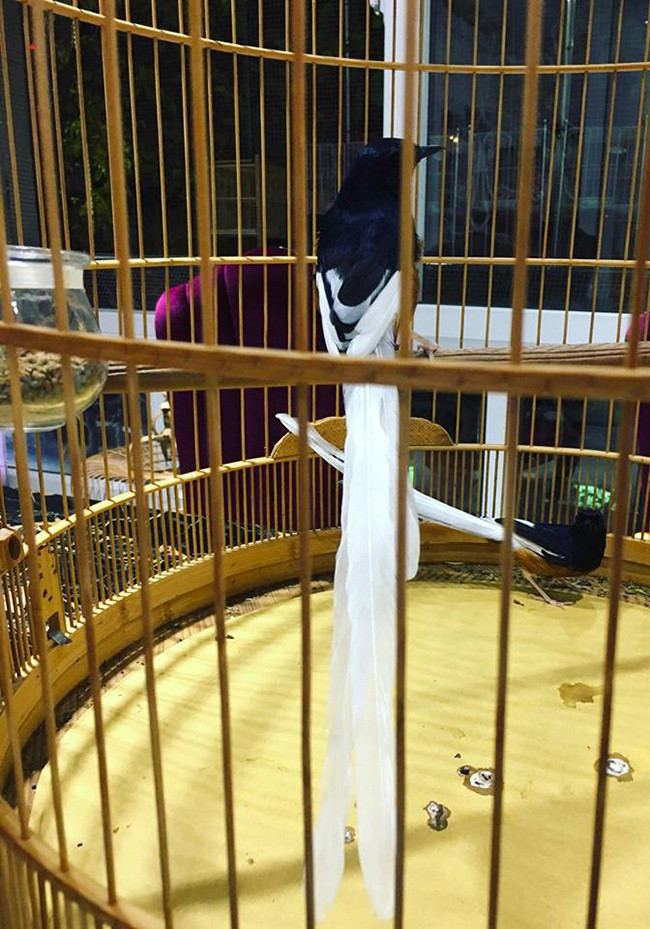 Thức ăn của chim ngoài cám phải thường xuyên bổ sung hoa quả, sâu, dế, châu chấu non, trứng kiến...Ảnh: Dân Việt.