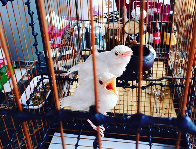 Thêm nữa, anh Chương còn thuê 2 nhân viên thay anh chăm sóc chim mỗi khi anh vắng nhà. Ảnh: Dân Việt. Video: Khoảnh khắc bình yên với thú chơi chim cảnh. Nguồn: VTC14.