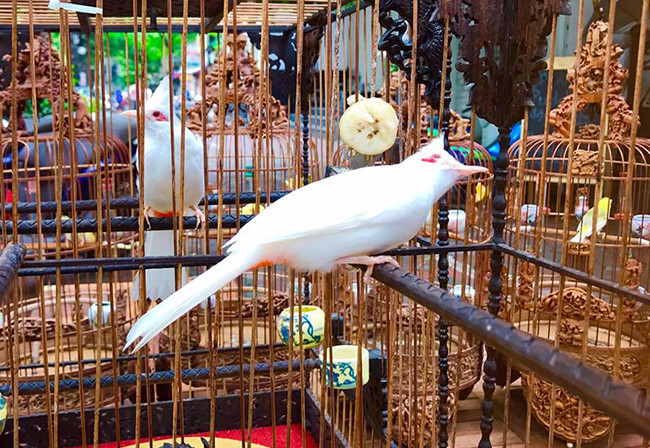 Khu vực nuôi chim được anh trang bị điều hòa hai chiều và tạo không gian thoáng đãng cho chim ở. Ảnh: Dân Việt.