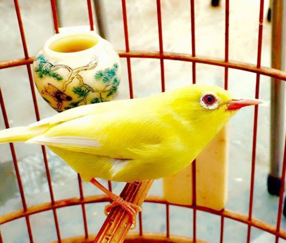 Không chỉ chi phí đầu tư lớn, việc nuôi và chăm sóc chim màu cũng rất công phu và tốn kém. Ảnh: PLVN.