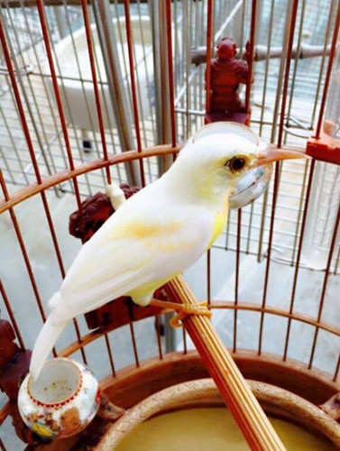 Để xứng tầm với những chú chim đẹp, anh Chương mạnh tay đầu tư những chiếc lồng thuộc dạng đẳng cấp. Ảnh: Nguoiduatin.