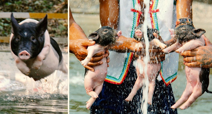 Theo nguồn tin trên Dailymail, khu nghỉ dưỡng cao cấp dành cho những chú heo là một phần của công viên động vật hoang dã Tian Ye, tại thành phố Thanh Viễn, tỉnh Quảng Đông, miền nam Trung Quốc.