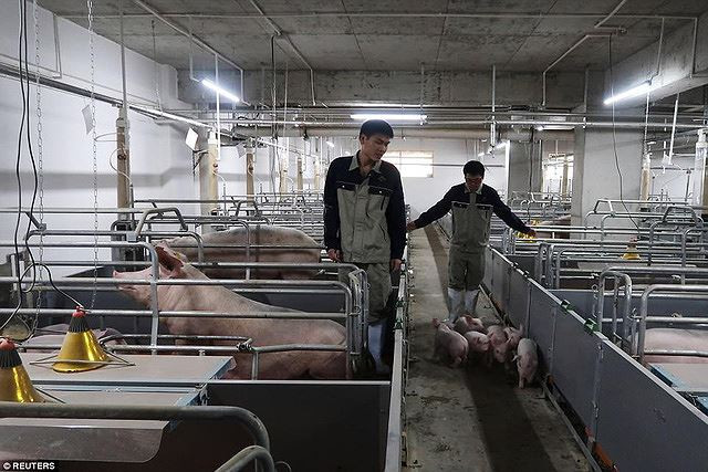 Những chú heo sẽ được ở trong không gian riêng biệt. Nguồn ảnh: DM, Reuters.