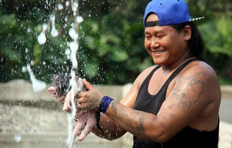 Tại hồ bơi còn có thiết kế ván nhảy, để những chú lợn có thể xuống nước một cách có hàng lối, trật tự.