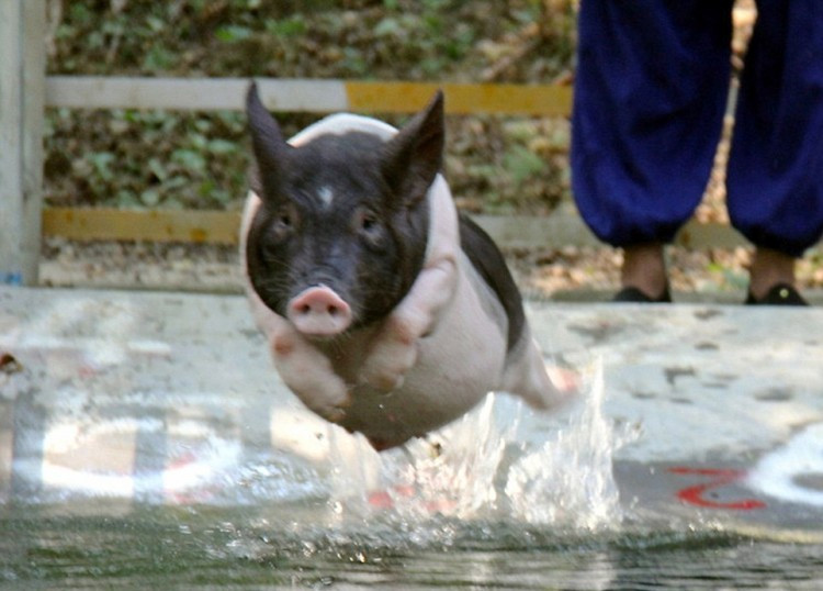 Chủ sở hữu công viên này cho biết khu nghỉ dưỡng dưới nước này được mở cửa nhằm giữ cho những chú lợn luôn mát mẻ.