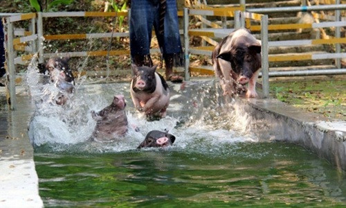 Các chú lợn con được tắm và massage hồ bơi tạo sóng nhân tạo 1 lần/ ngày.