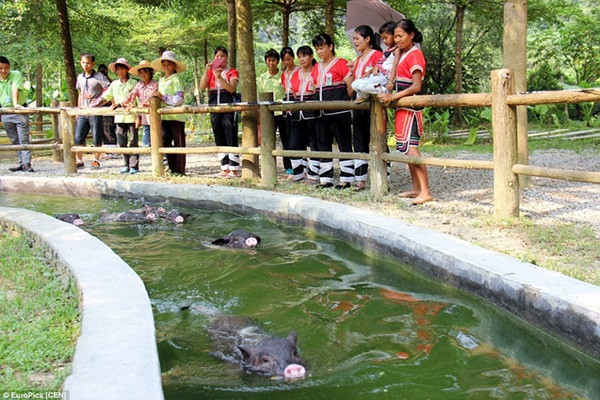 Khi được tập luyện trong khu nghỉ dưỡng cao cấp này, các chú lợn đều khỏe mạnh và nhanh nhẹn hơn.