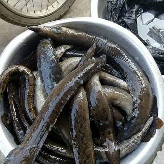 Mặc dù có giá không rẻ nhưng chạch chấu thường xuyên trong tình trạng cháy hàng. Ảnh: Facebook.