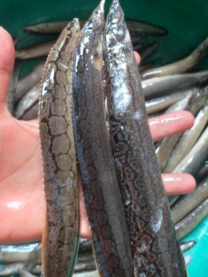 Chạch chấu ưa sống tại các khe đá ở sông suối, dòng nước chảy xiết nên thường khó bắt. Đây cũng là một nguyên nhân khiến giá chạch chấu bị đẩy lên cao. Ảnh: Thucphamsachanlanh.