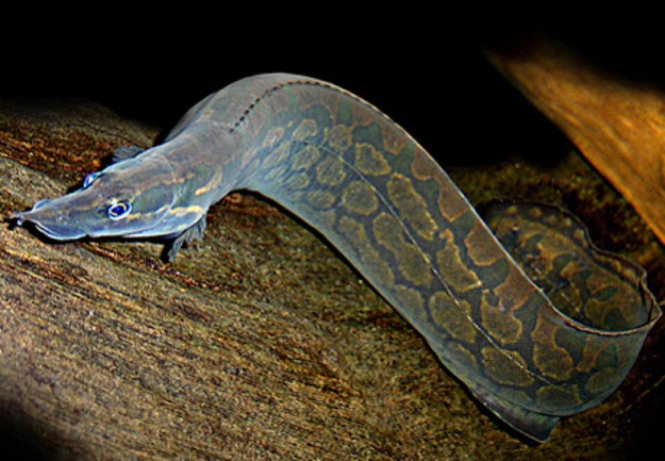 Một số người bán chia sẻ, chạch chấu sông Đà rất khan hàng. Mỗi lần chỉ nhập được khoảng 10-15kg là vừa đủ cho khách đặt và người quen. Ảnh: FB Hero Dinh.