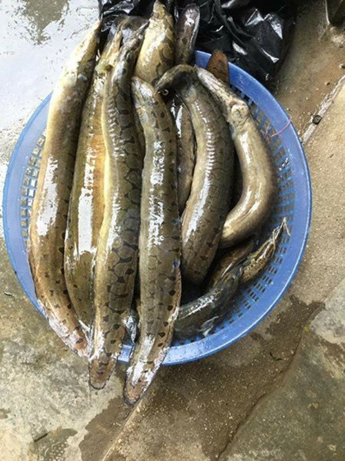 Chị Lan (Xuân Đình, Bắc Từ Liêm, Hà Nội) cho biết: "Nghe mọi người nói về chạch chấu sông Đà nhiều nên tôi đang tìm nhưng vẫn chưa mua được. Tôi đặt mua tại một cửa hàng chuyên cá sông Đà trên đường Lạc Long Quân và phải đợi khoảng 5-7 ngày". Ảnh: Facebook.